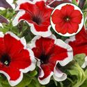 Bild von Petunia P12 Red picotee